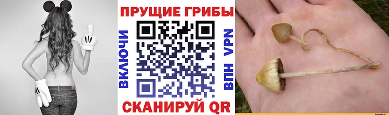 где купить наркоту  блэк спрут ССЫЛКА  Галлюциногенные грибы Psilocybine cubensis  Тула 